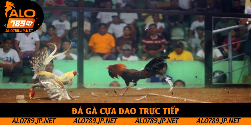 Đá Gà Cựa Dao Trực Tiếp: Sản Phẩm Nổi Bật Tại Alo789